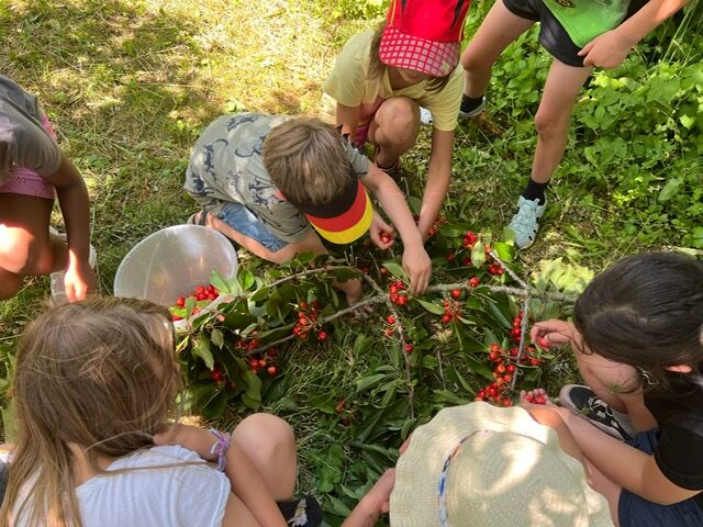 Die Schule Schrozberg - Kirschenernte der Garten AG der Grundschule in Schrozberg