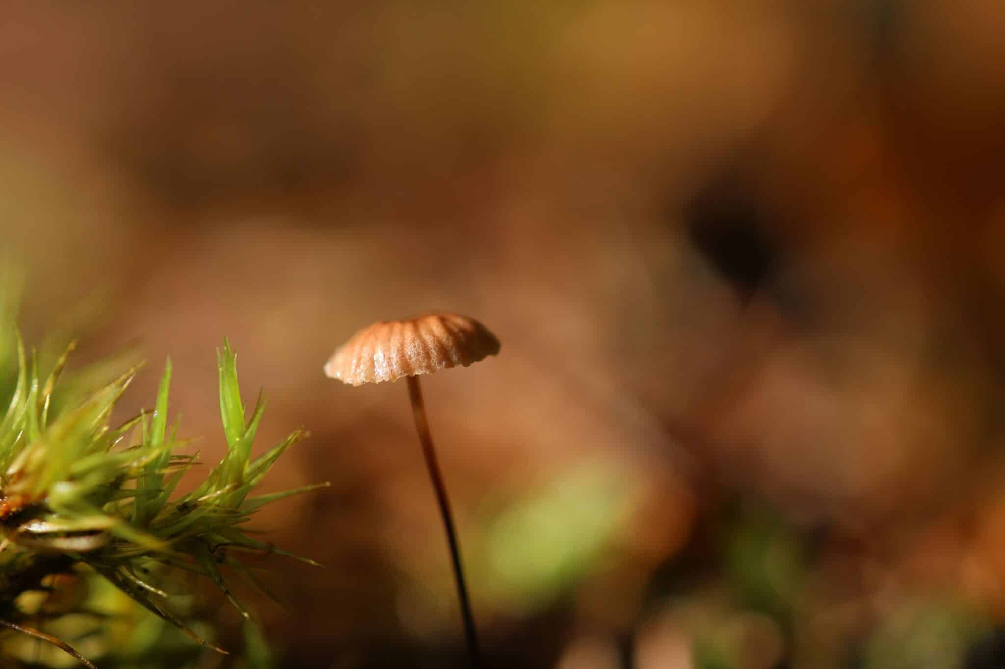 Fotografie eines herangezoomten Pilzes